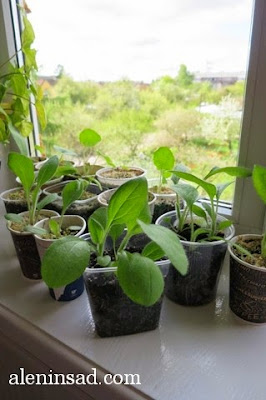 всходы, рассада, однолетняя, рудбекия, Rudbeckia, семена, пакеты семян