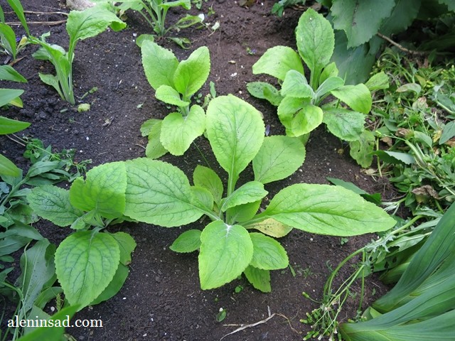 Digitalis purpurea, наперстянка, глоксиния, саженцы, выращивание, из семян, аленин сад