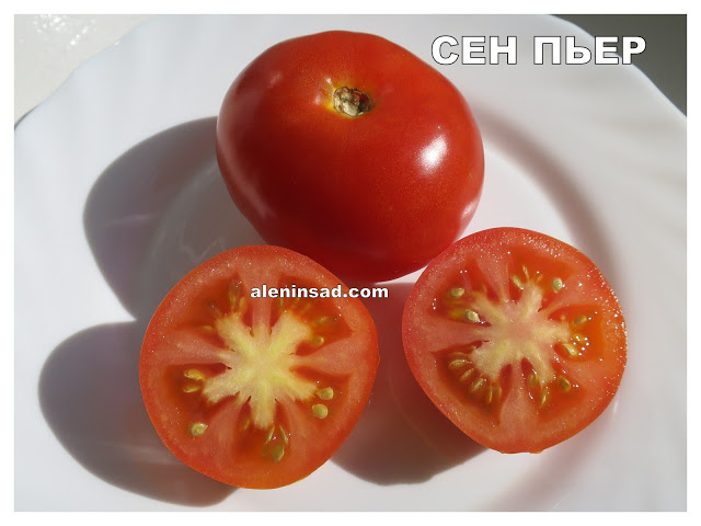 сорта томатов, марманде, сен пьер, голдкроне, марьюшка, черная вишня, красная вишня